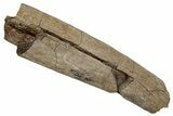 Hadrosaur (Edmontosaurus) Rib Bone - Wyoming #265725-1